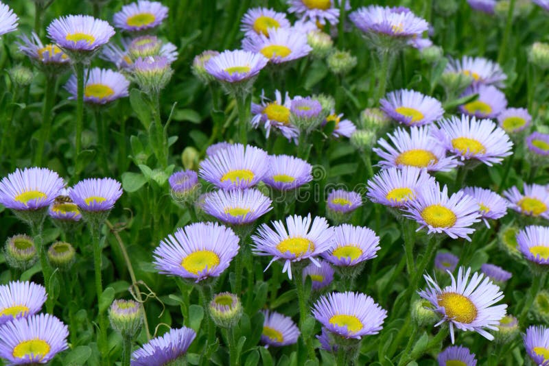 Seaside fleabane Erigeron glaucus sea of lavender-pink flowers